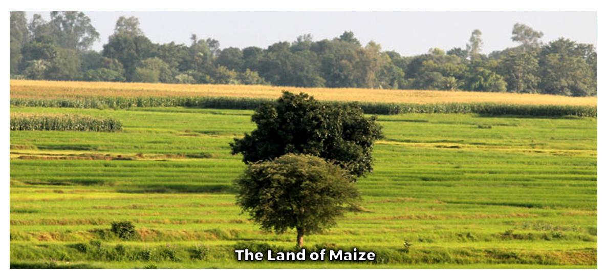 The Land of Maize